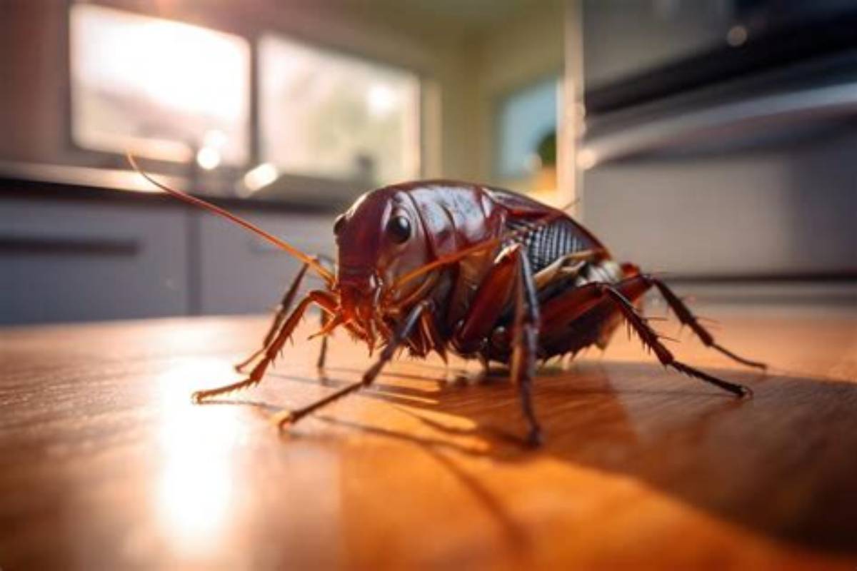 Cockroach Infestation Elimination Dubai - Pro Master Pest Control