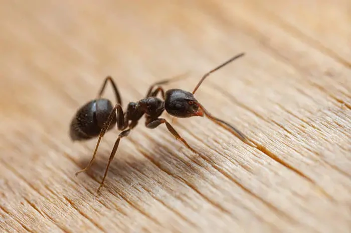 Ant Control Dubai