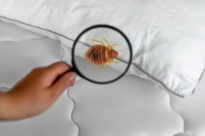 Bed Bug Control Dubai