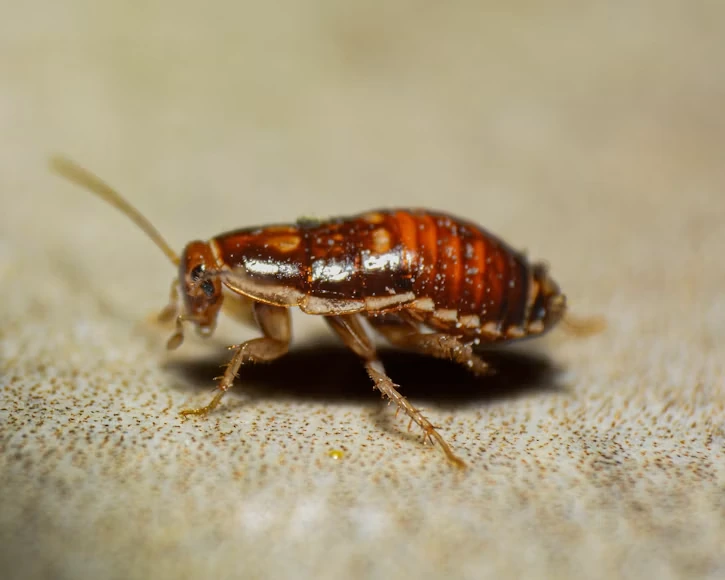 Cockroach Control Dubai