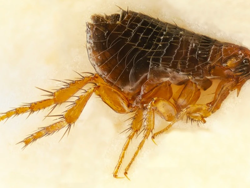 Flea Control Dubai