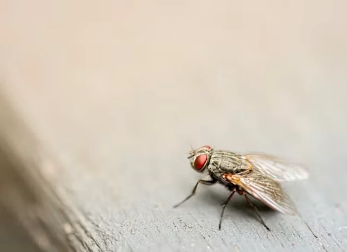Fly Control Dubai