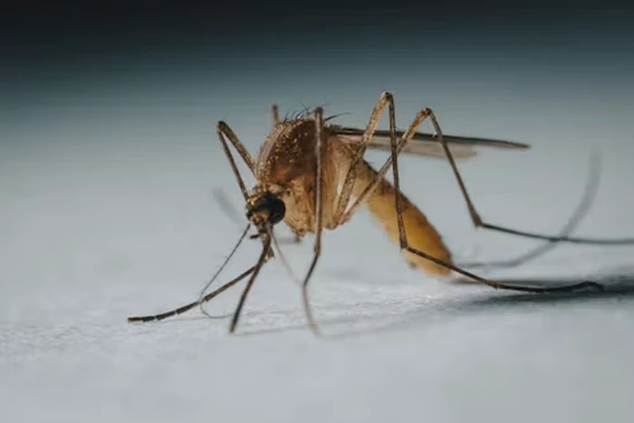 Mosquito Control Dubai