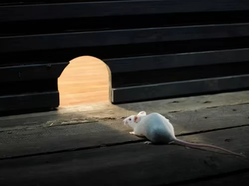 Rodent and Rat Control Dubai