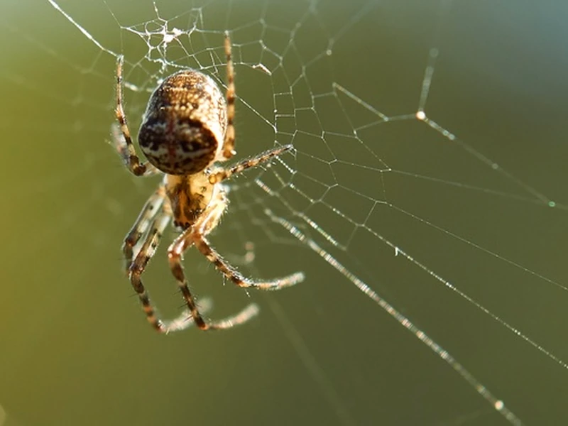 Spider Control Dubai