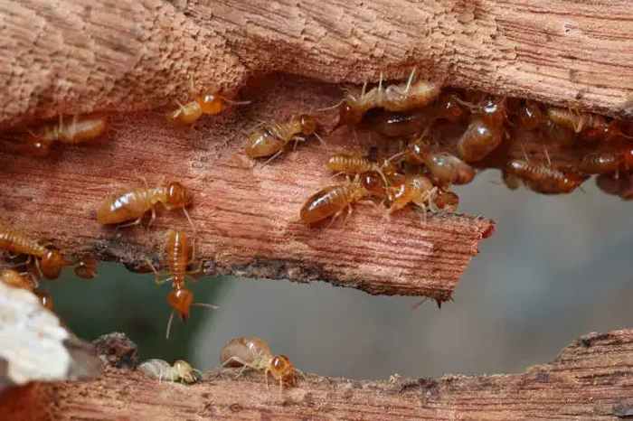 Termite Control Dubai