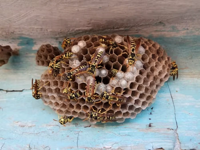 Wasp Control Dubai